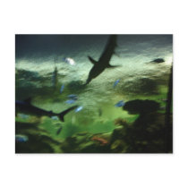 Sharks postcards