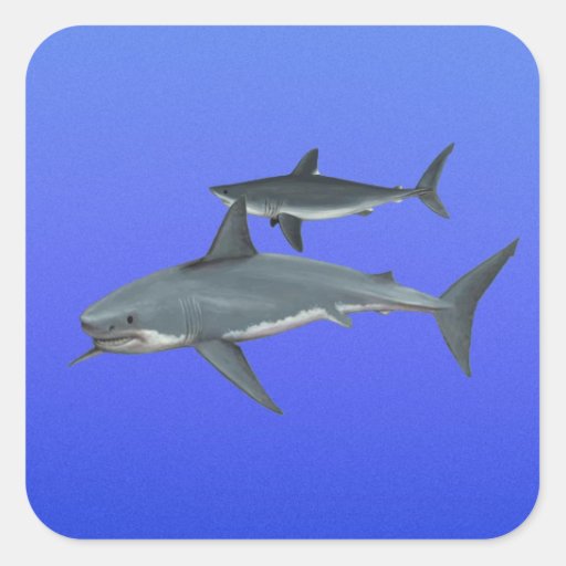 Sharks Square Sticker Zazzle