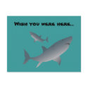 Sharks, Wish you were here... postcards