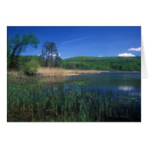 Sharon Audubon Bog Meadow Pond Card