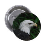 Sharp Beaked Eagle Buttons
