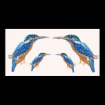 Sharp Eyes of King Fishers posters