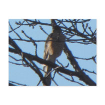 Sharp Shinned Hawk 1 Postcard