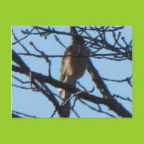 Sharp Shinned Hawk 1 Postcard