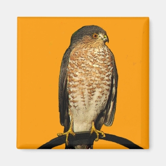 Sharp-Shinned Hawk