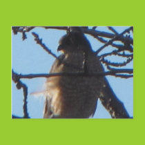 Sharp Shinned Hawk 2 Postcard postcards