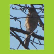 Sharp Shinned Hawk 3 Postcard