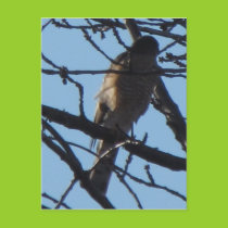 Sharp Shinned Hawk 4 Postcard postcards