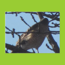 Sharp Shinned Hawk 5 Postcard