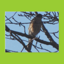 Sharp Shinned Hawk 6 Postcard postcards