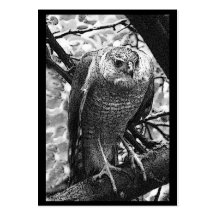 Sharp-Shinned Hawk ATC Business Card Template