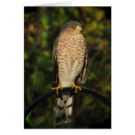 Sharp-shinned Hawk cards
