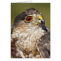 Sharp-shinned Hawk Greeting Cards