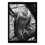 Sharp-Shinned Hawk cards