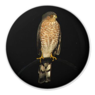 Sharp-Shinned Hawk Ceramic Knob