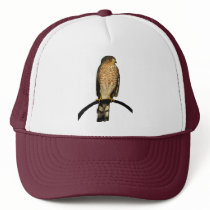Sharp-Shinned Hawk Mesh Hats