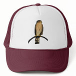 Sharp-Shinned Hawk hats