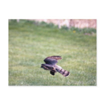 Sharp-Shinned Hawk in flight postcards