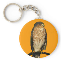 Sharp-Shinned Hawk Keychains