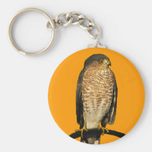 Sharp-Shinned Hawk Keychains