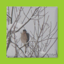 Sharp-Shinned Hawk Magnet