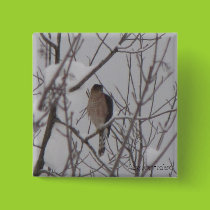 Sharp-Shinned Hawk Magnet buttons