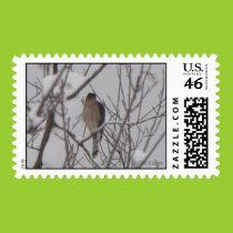 Sharp-Shinned Hawk Postage postage