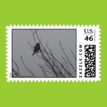 Sharp Shinned Hawk Postage stamps