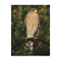 Sharp-Shinned Hawk Post Cards