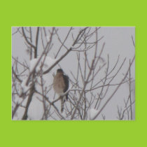 Sharp-Shinned Hawk Postcard