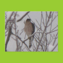 Sharp-Shinned Hawk Postcard postcards