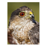 Sharp-shinned Hawk Postcards