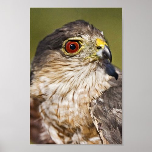 Sharp-shinned Hawk print