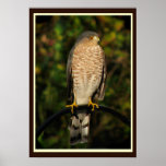 Sharp-shinned Hawk posters