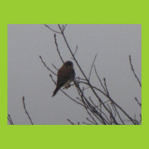 Sharp Shinned Hawk Poster posters