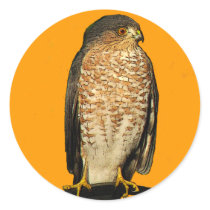 Sharp-Shinned Hawk Sticker
