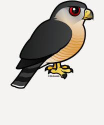 Sharp-shinned Hawk Ladies Raglan Fitted T-Shirt