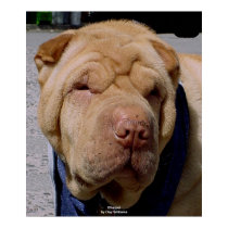 Sharpei posters