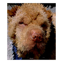 Sharpei posters