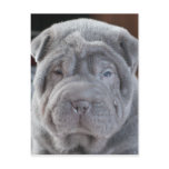 Sharpei Puppy Postcard