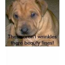 sharpei t-shirt
