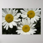 Shasta Daisies  11 Print