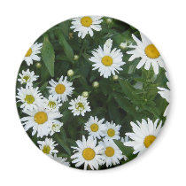 Shasta Daisies 3 magnets by gmlehmann Shasta Daisies 3 magnets