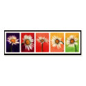 Shasta Daisies Bookmarks business cards by jaisjewels Shasta Daisies Bookmarks business cards