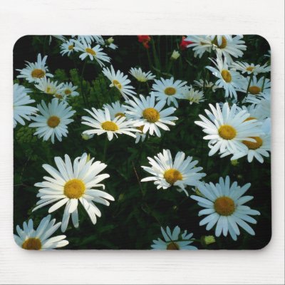 Shasta Daisies II Mousepad by artberry