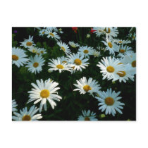 Shasta Daisies II Post Card