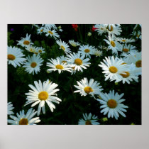 Shasta Daisies II Posters