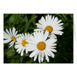 Shasta Daisies Notecard