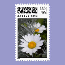 Shasta Daisies Postage stamps