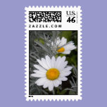 Shasta Daisies Postage postage